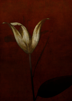 Lily, 2015 (digital photo art)