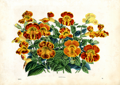 Flowering slipper flowers (hand-coloured litho)
