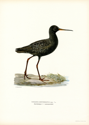 Spotted Redshank (colour litho)