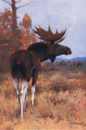 Elk or Moose, from Wildlife of the World published by Frederick Warne & Co, c.1900 (colour litho)