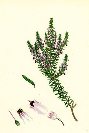 Erica Hibernica Irish Heath