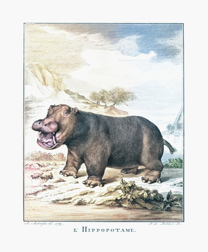 A hippopotamus (Hippopotamus amphibius), 1775 (engraving)