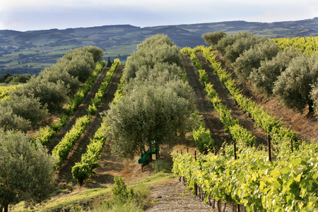 Vineyards, Col d'ey, Buis-les-Baronnies, Rhne-Alpes, France (photo)