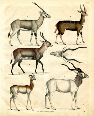 African and Asian Antelope Species (hand-coloured litho)