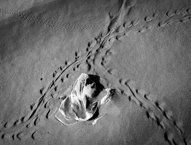 Desert animal tracks around discarded plastic, 2009 (photo)