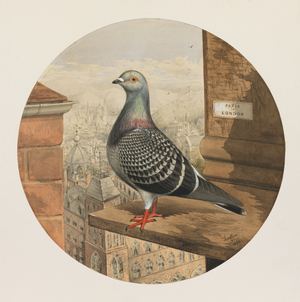 Racing Pigeons, Paris to London, 1880 (w/c on paper) 