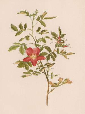 English Rose (colour litho)