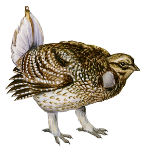 Sharp-tailed grouse