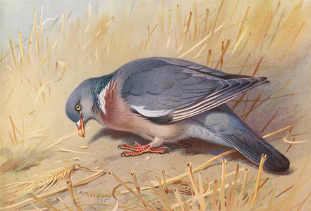 Wood-Pigeon (colour litho)
