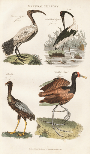 Ibises, Seriema and Turkey Vulture, 1813 (engraving)