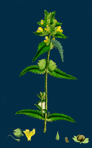 Veronica Spicata, Var. Genuina; Spiked Speedwell, Var. A.
