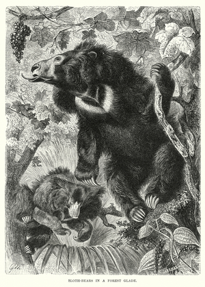 Sloth bears in a forest glade (engraving)