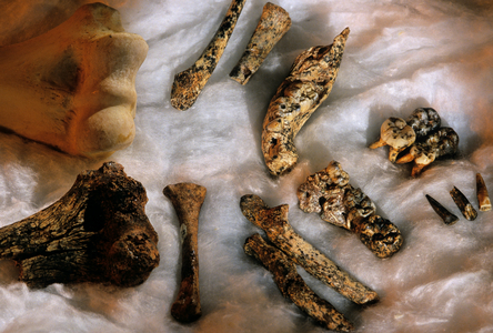 Hominid bones with modern human humerus (upper left) for size comparision, Drimolean…, 1995 (photo)