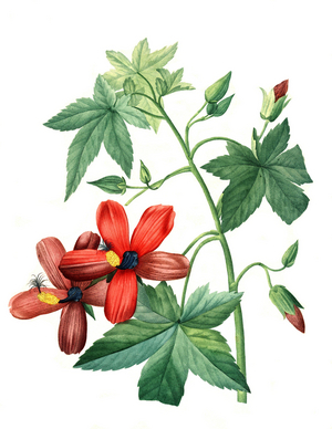 Lavatera phoenicea, Hisbiscus, Hibiscus, digital reproduction of an original from the 18th century