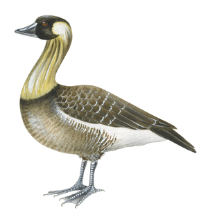 Nene