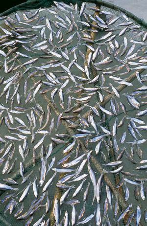 China: Fish drying on a boat in the 'Water Town' of Zhouzhuang, Jiangsu Province