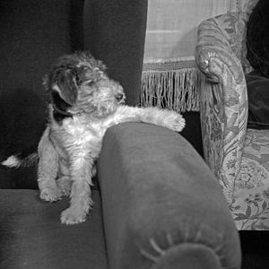A little puppy at the couch, Germany 1930s (b/w photo)