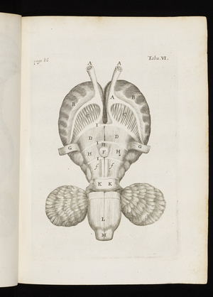 De anima brutorum, 1672 (print)