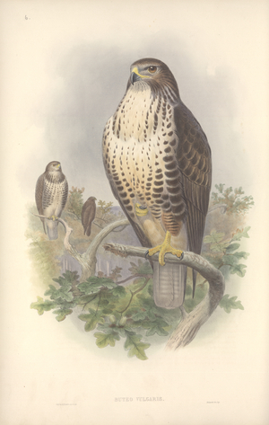 Buteo buteo