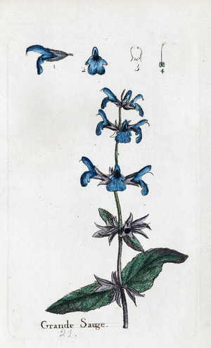Great Sage, 1776 (watercolour print)