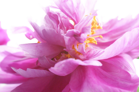 Pink dream, 2019 (photo)