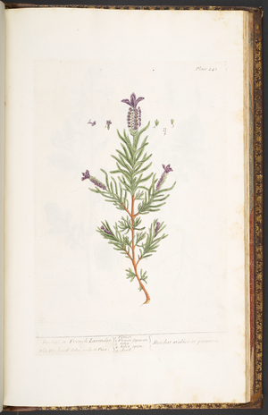Plate 241, from 'A Curious Herbal', 1737 (coloured engraving)