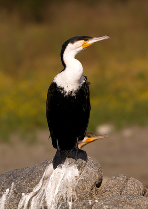 Cormorant, Kenya, Africa (photo)
