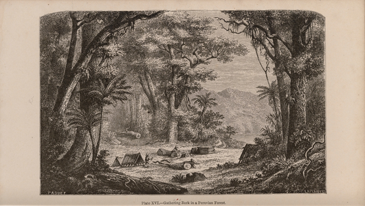 Plate XVI. Gathering Bark in a Peruvian Forest, 1867 (engraving)