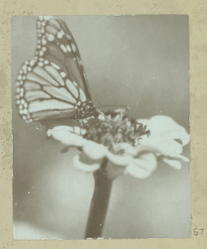 Butterfly on a flower, 1925 (b/w photo) [2005/010/1/2/57]