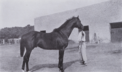 Wingfield's charm, a sire at the Estancia la Independencia (b/w photo)