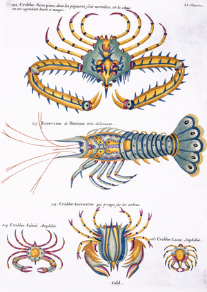 Colourful illustration of four crabs and a lobster