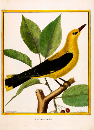Male Golden Oriole (print)