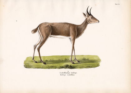 Steenbok, 1848 (lithography)