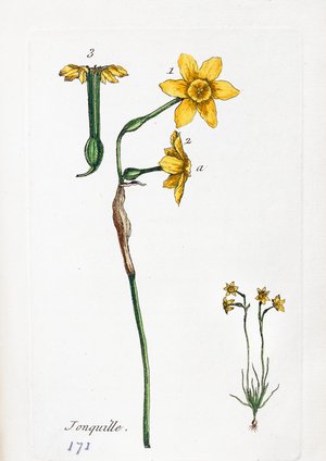 Daffodil, 1776 (watercolour print)
