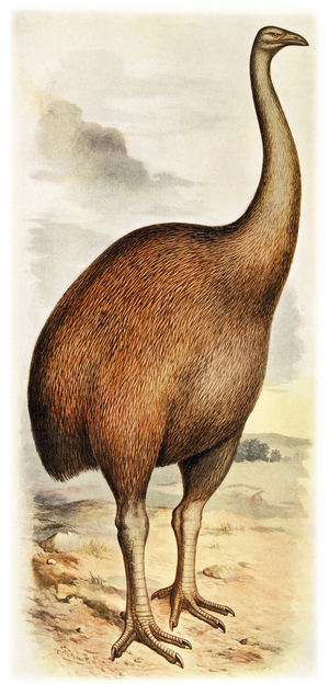 Dinornis giganteus
