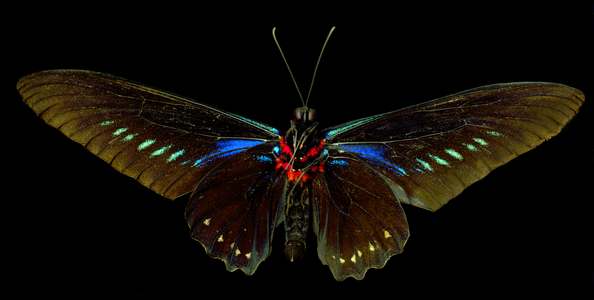 Trogonoptera trojana, the Palawan birdwing or triangle birdwing (photo)