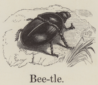 Beetle (engraving)
