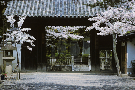 Cherry Viewing Festival, Japan (photo)