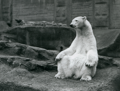 A female Polar Bear sitting on her haunches on the Mappin Terraces at London Zoo in September 1928 (b/w photo)