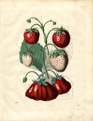 Various Strawberry Varieties and Their Fruits (engraving)