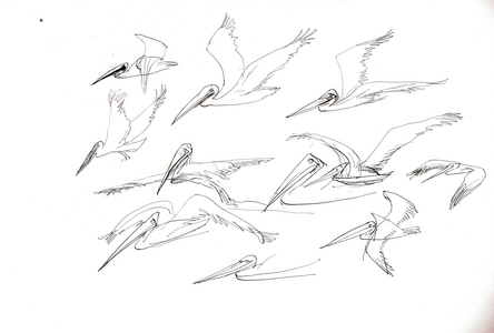 Animals (birds) 23 (drawing)