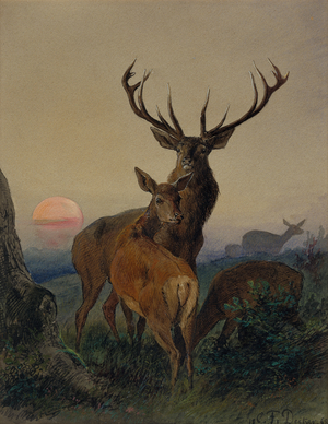 A Stag with a Deer in a Wooded Landscape at Sunset, 1865 (w/c)