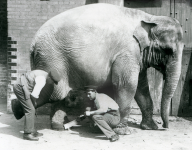 Female Asiatic Elephant 'Sundermalah' having her feet trimmed by her keepers at London Zoo, August 1926 (b/w photo)