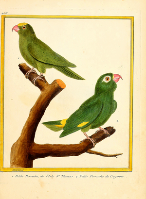 Small Parakeets from St. Thomas and Cayenne (print)