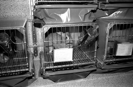 Oslo May 1974 Animal tests at the animal department at the National Hospital in Oslo, among …, 1974 (photo)