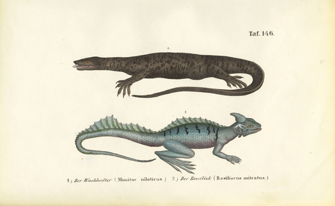 Nile Monitor and Plumed Basilisk, 1850 (lithography)