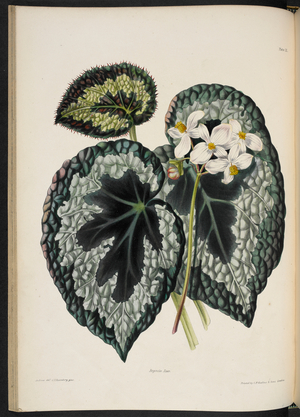 Begonia rex.