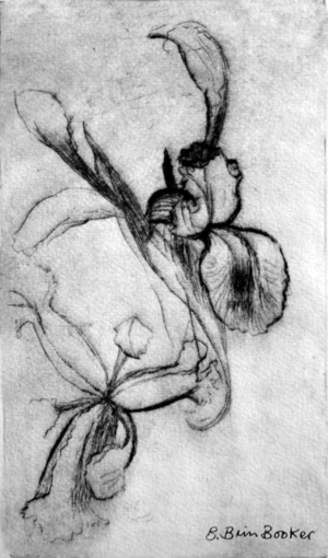 Irises (drypoint)