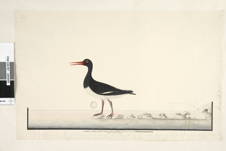 Page 87. Hematopus. at lower right in different hand September. along lower edge in third hand The male & female are always seen together on the rocks & low points but have entirely left the Harbour from being frequently disturbed, the iris is very bright. above sketch at right natural size of the toe Pied Oyster, Catcher Haematopus Longirostris, 1791-92 (w/c)