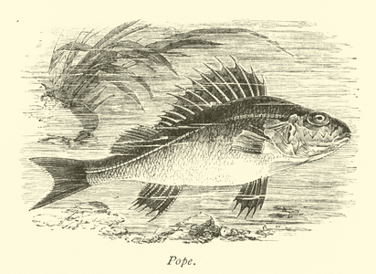 Pope (engraving)